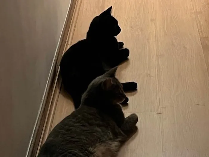 Gato raça  idade 2 anos nome Charlie e Lolah