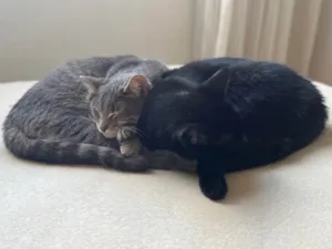 Gato raça  idade 2 anos nome Charlie e Lolah