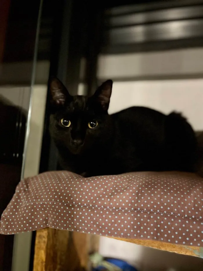 Gato raça  idade 2 anos nome Charlie e Lolah