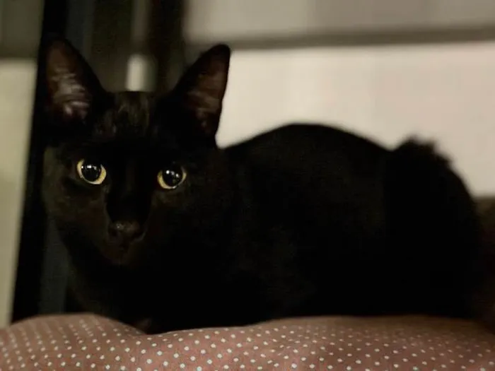Gato raça  idade 2 anos nome Charlie e Lolah