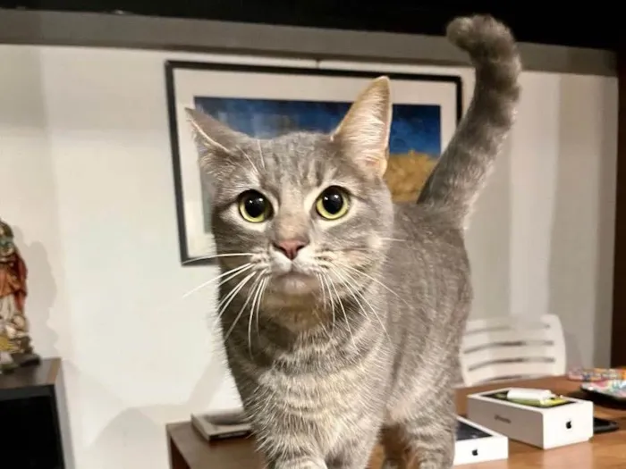 Gato raça  idade 2 anos nome Charlie e Lolah