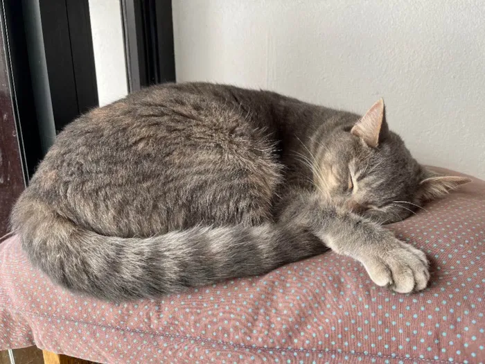 Gato raça  idade 2 anos nome Charlie e Lolah