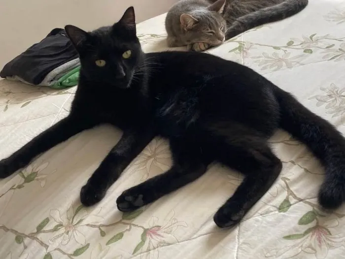 Gato raça  idade 2 anos nome Charlie e Lolah
