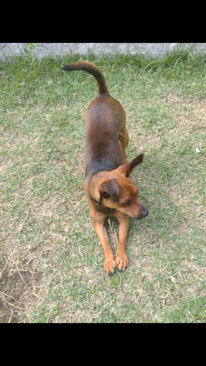 Cachorro ra a Mix pinsher  idade 1 ano nome Pitoco