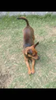Pitoco