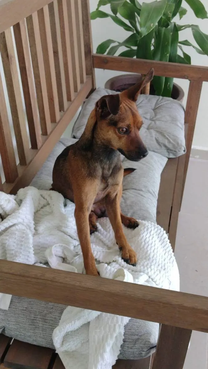 Cachorro ra a Mix pinsher  idade 1 ano nome Pitoco