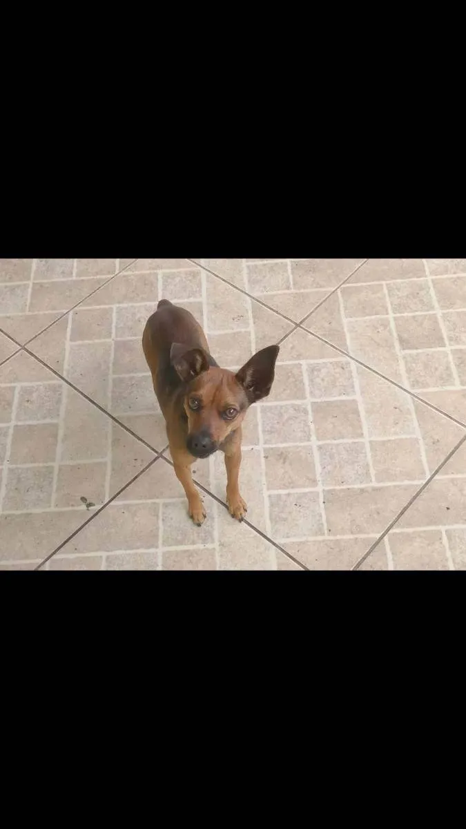 Cachorro ra a Mix pinsher  idade 1 ano nome Pitoco