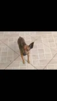 Pitoco