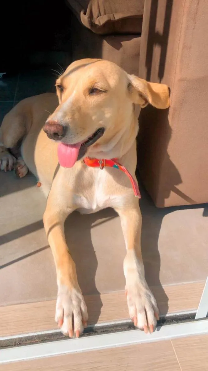 Cachorro raça SRD idade 3 anos nome Guria