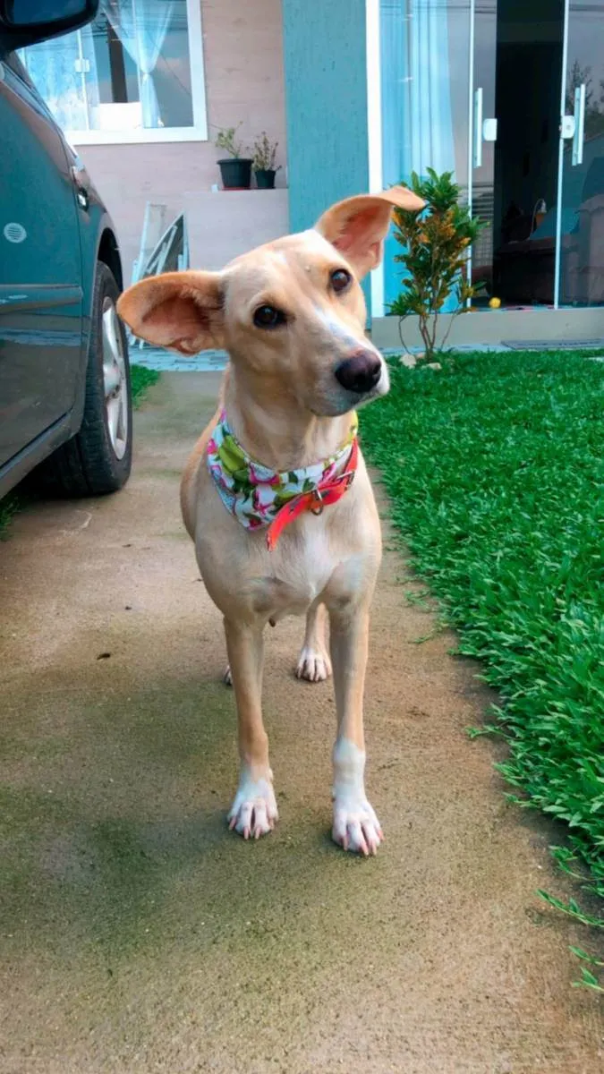 Cachorro raça SRD idade 3 anos nome Guria
