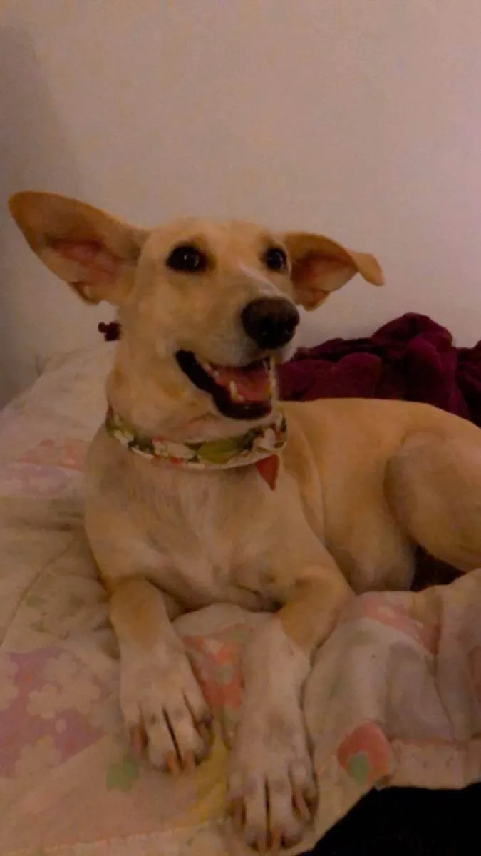 Cachorro raça SRD idade 3 anos nome Guria