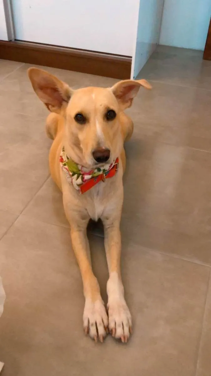 Cachorro raça SRD idade 3 anos nome Guria