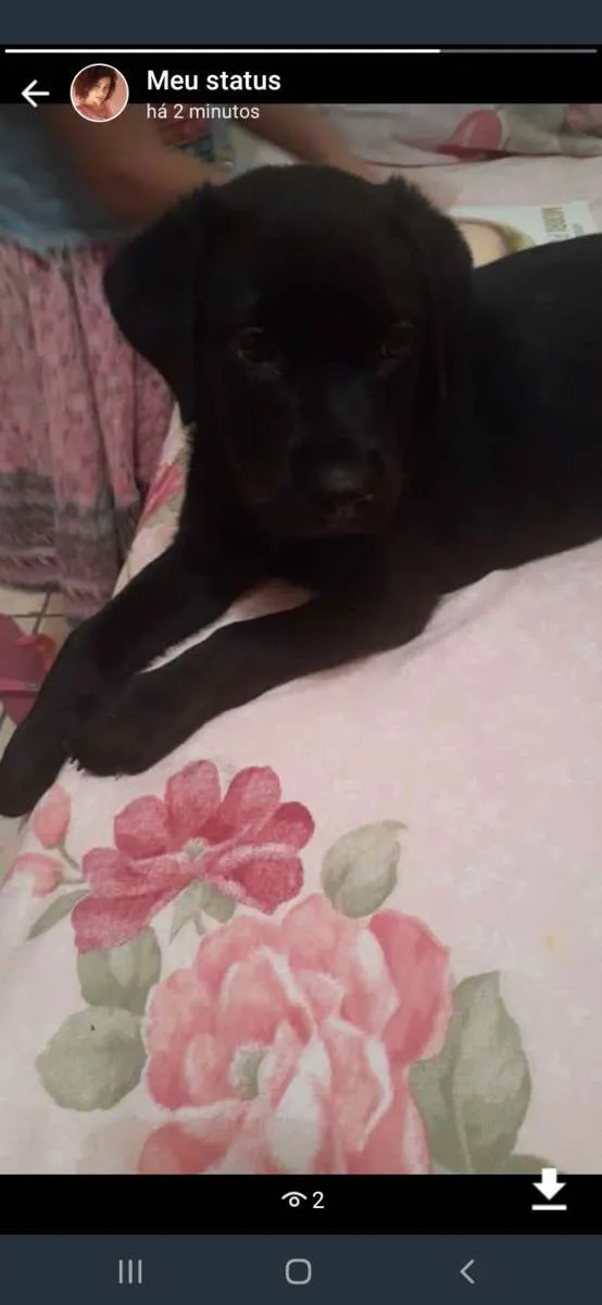 Cachorro raça Labrador com Rotvalei idade 1 ano nome Quiara