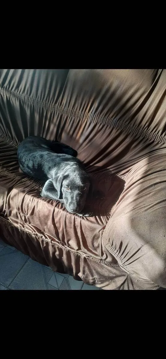 Cachorro raça Labrador com Rotvalei idade 1 ano nome Quiara