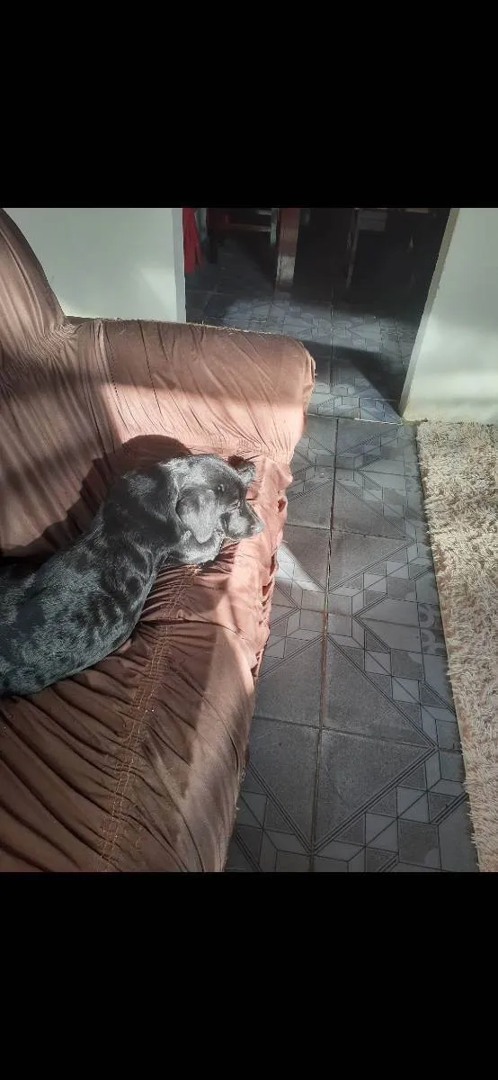 Cachorro raça Labrador com Rotvalei idade 1 ano nome Quiara