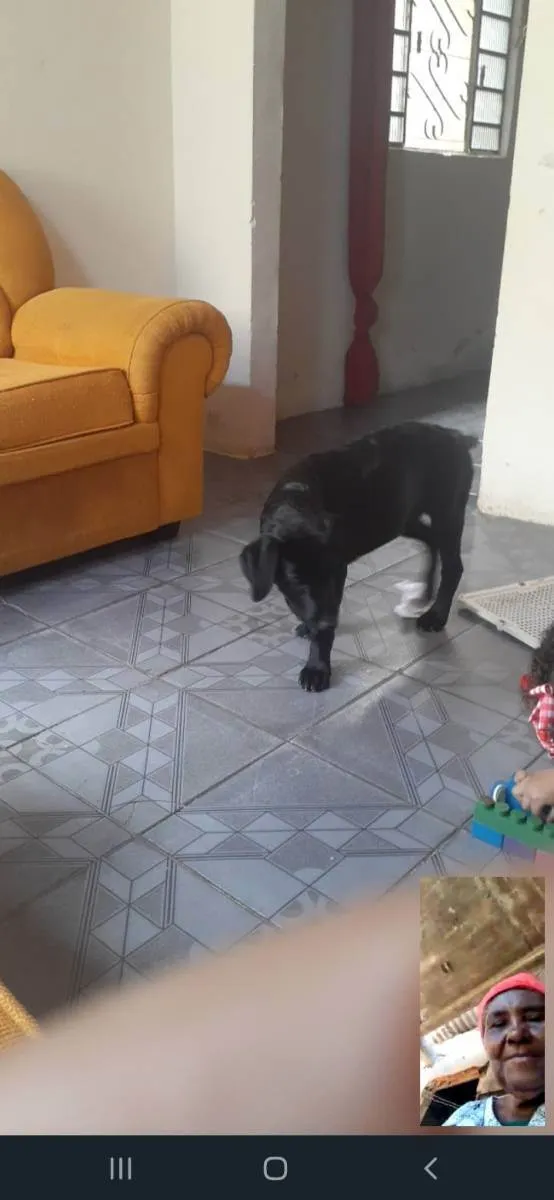 Cachorro raça Labrador com Rotvalei idade 1 ano nome Quiara
