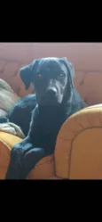 Quiara