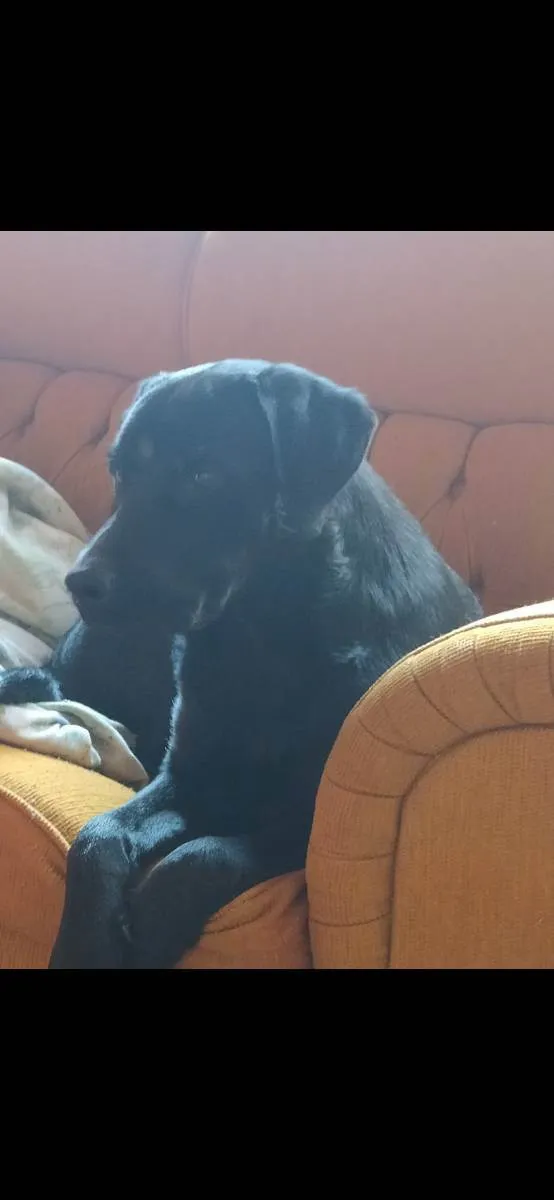 Cachorro raça Labrador com Rotvalei idade 1 ano nome Quiara