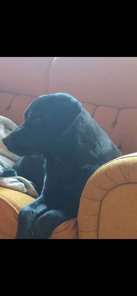 Cachorro raça Labrador com Rotvalei idade 1 ano nome Quiara