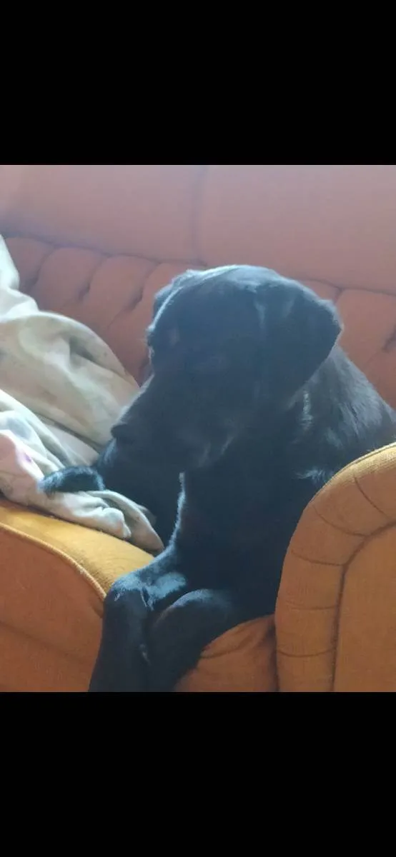 Cachorro raça Labrador com Rotvalei idade 1 ano nome Quiara