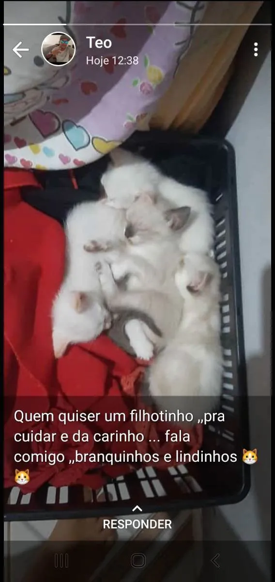 Gato ra a  idade 2 a 6 meses nome Gatos 