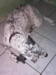 Pitucho