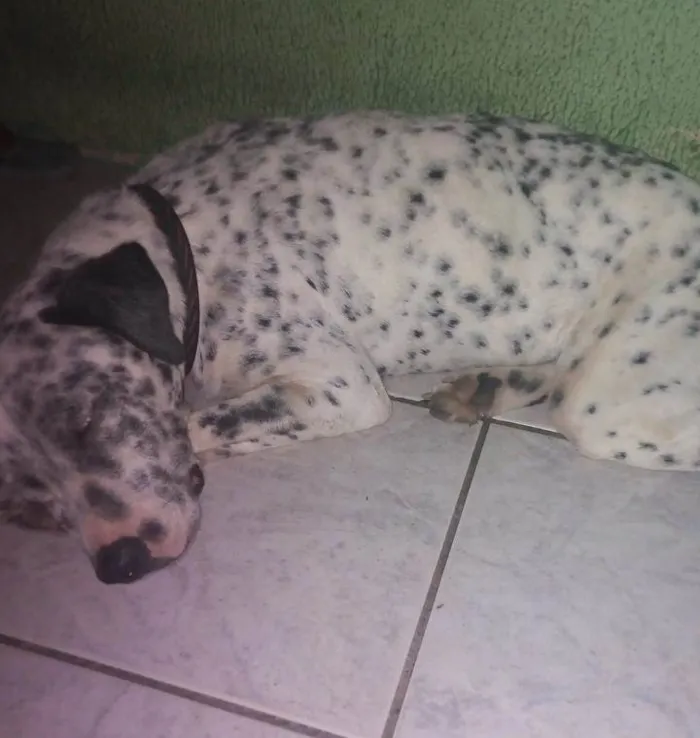 Cachorro raça Dálmata  idade 1 ano nome Pitucho 
