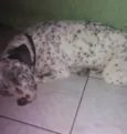 Pitucho