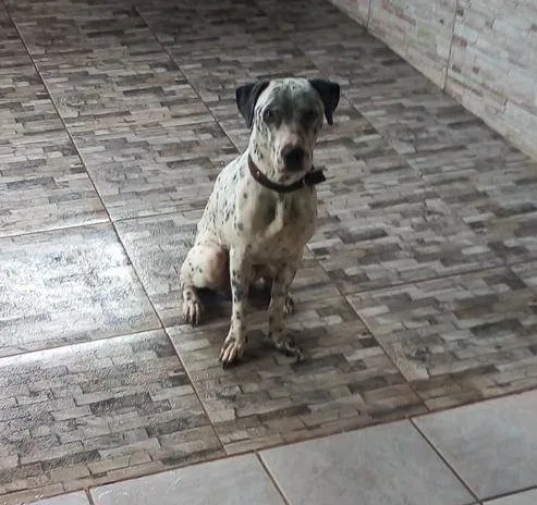Cachorro raça Dálmata  idade 1 ano nome Pitucho 