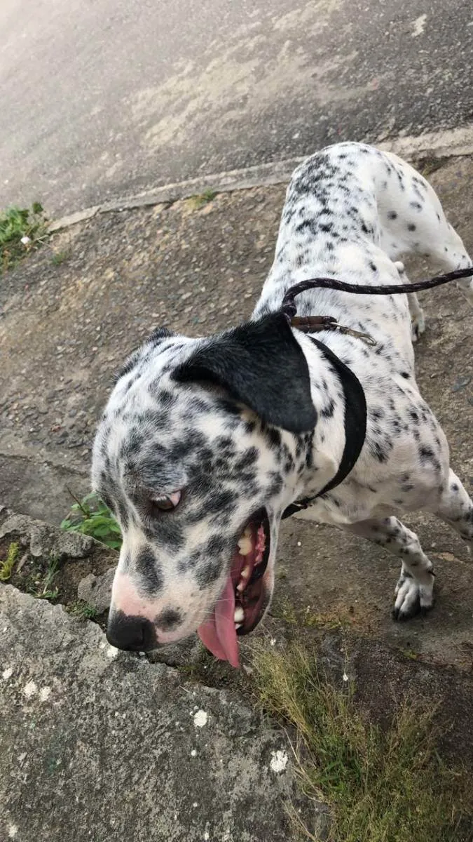 Cachorro raça Dálmata  idade 1 ano nome Pitucho 