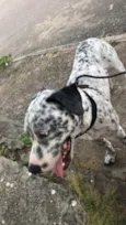 Pitucho