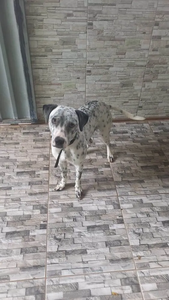 Cachorro raça Dálmata  idade 1 ano nome Pitucho 