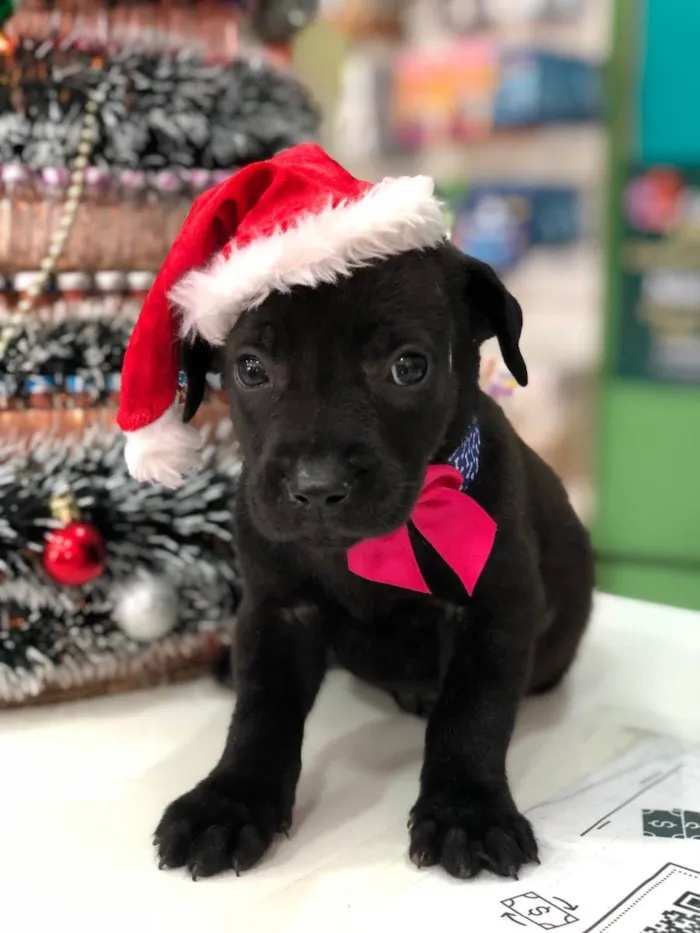 Cachorro ra a SRD idade Abaixo de 2 meses nome Sem nome