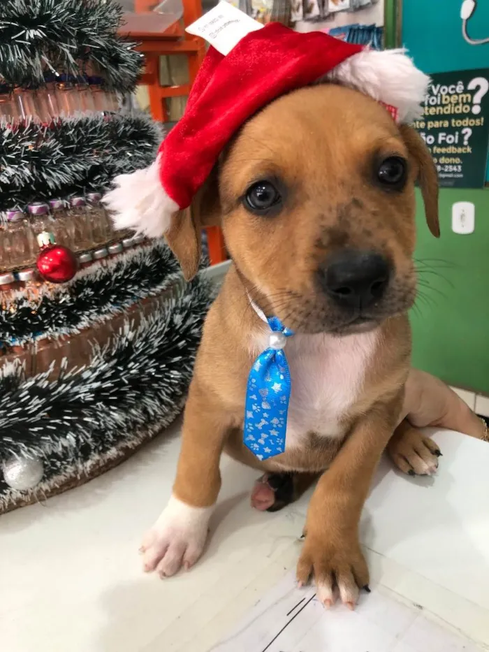 Cachorro ra a SRD idade Abaixo de 2 meses nome Sem nome