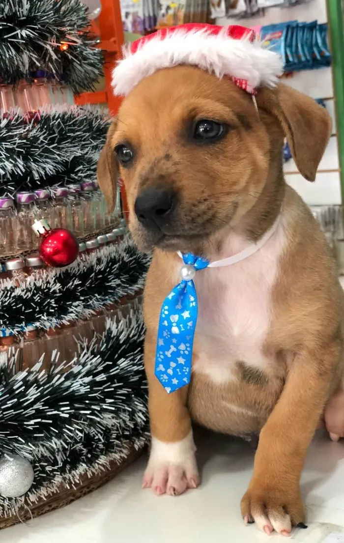 Cachorro ra a SRD idade Abaixo de 2 meses nome Sem nome