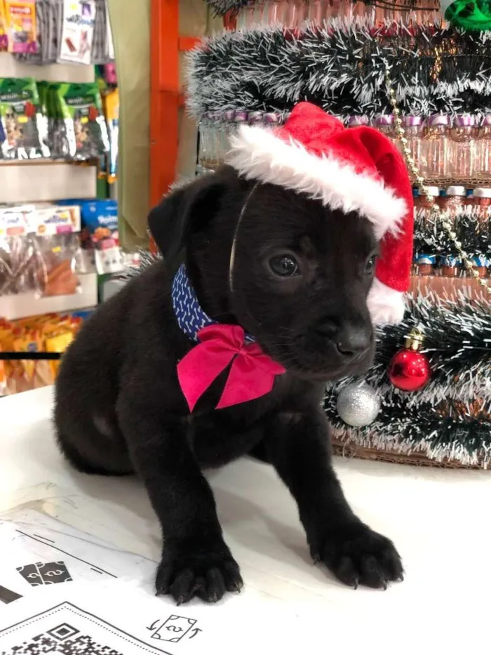 Cachorro ra a SRD idade Abaixo de 2 meses nome Sem nome