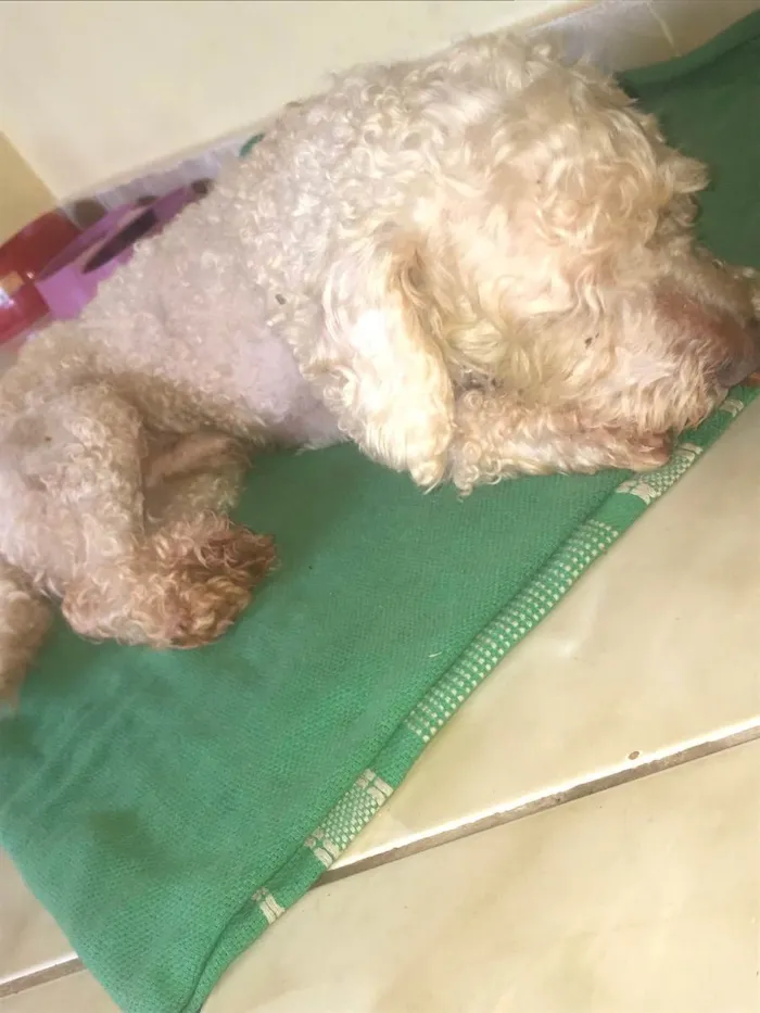 Cachorro ra a Poodle Anão idade 2 anos nome Xilito