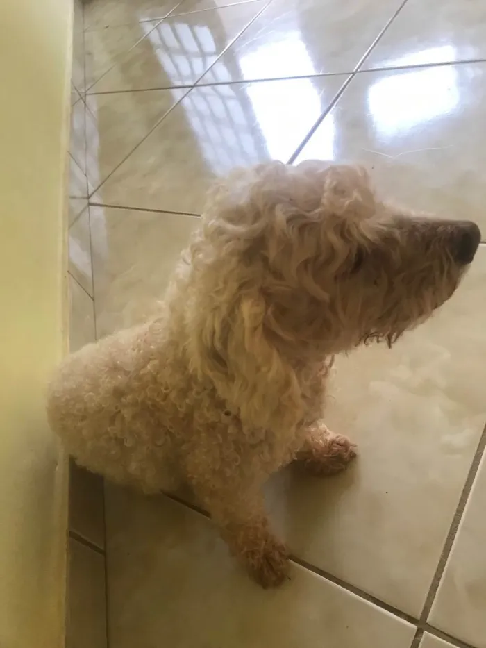 Cachorro ra a Poodle Anão idade 2 anos nome Xilito