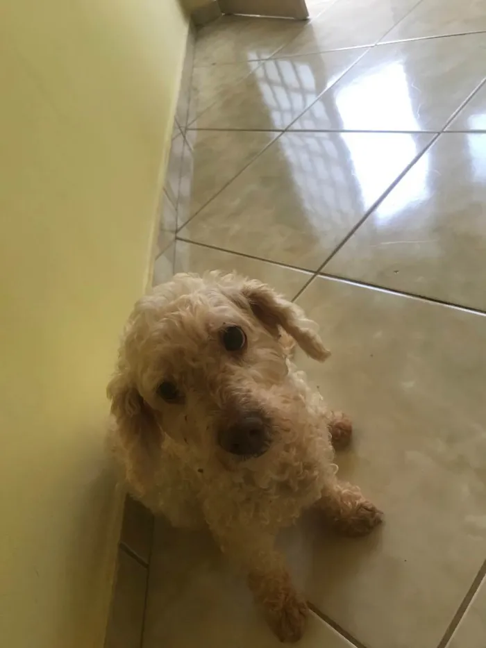 Cachorro ra a Poodle Anão idade 2 anos nome Xilito