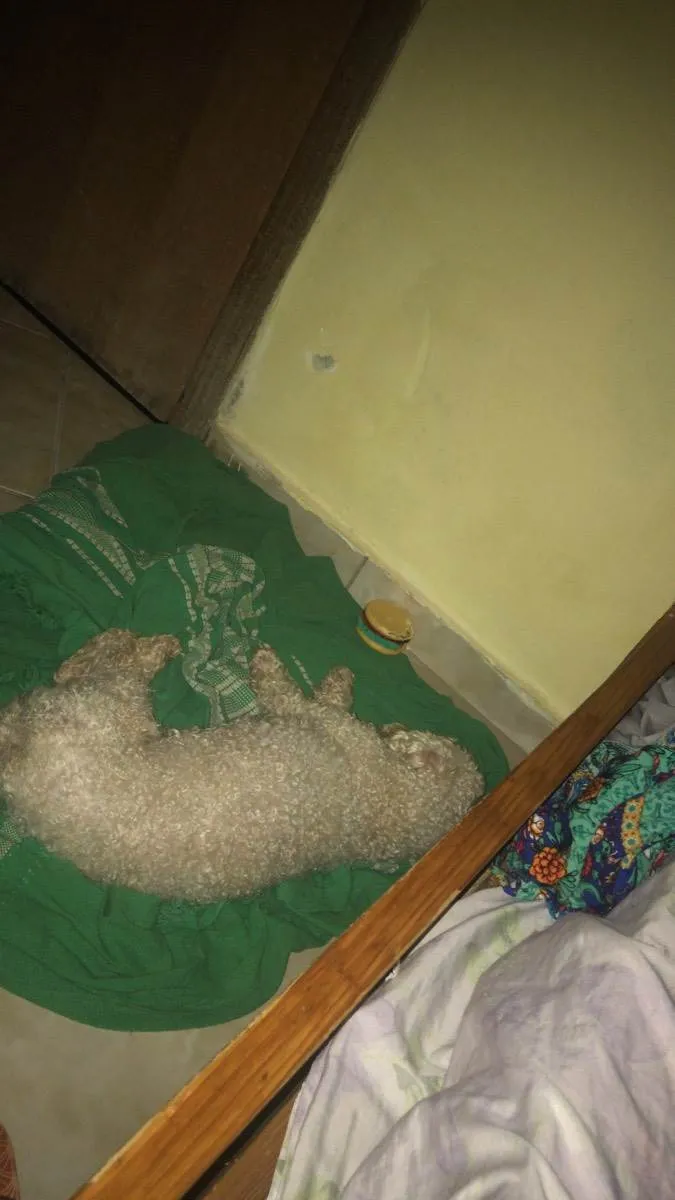 Cachorro ra a Poodle Anão idade 2 anos nome Xilito