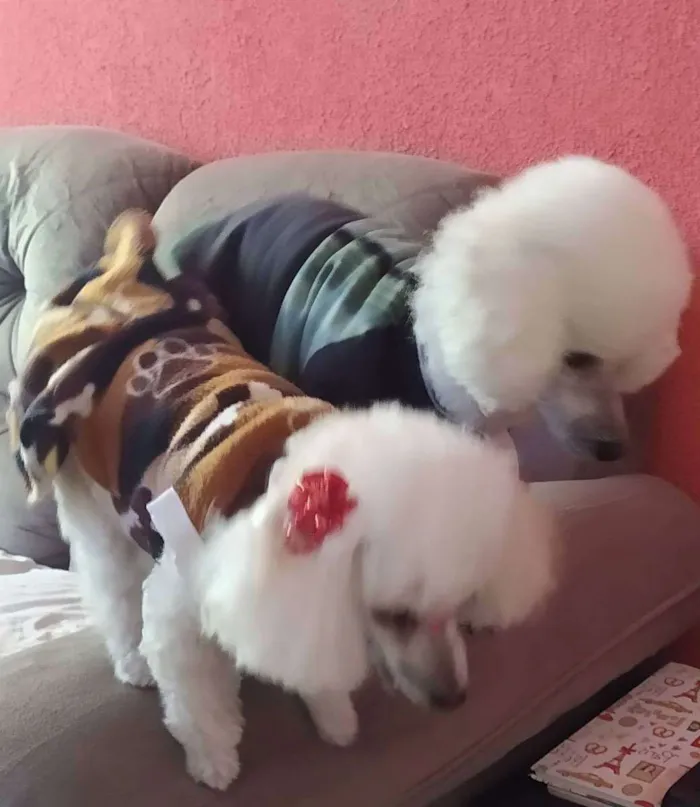 Cachorro ra a Poodle  idade 6 ou mais anos nome Lilica e Pipoca 