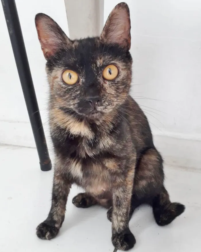 Gato raça SRD idade 1 ano nome BISCUIT CASTRADA