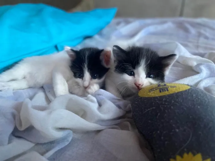 Gato ra a  idade Abaixo de 2 meses nome Pintado 