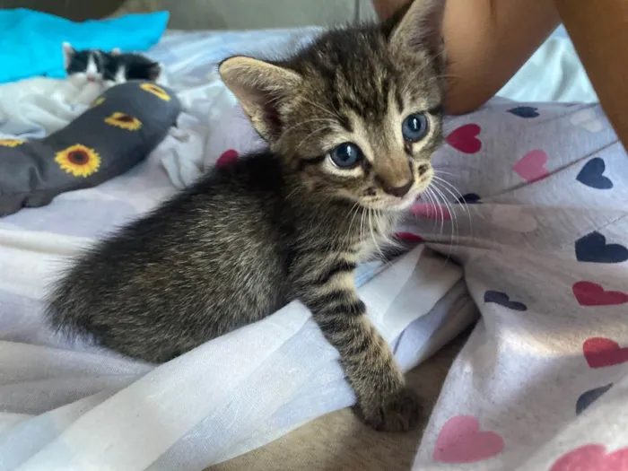 Gato ra a  idade Abaixo de 2 meses nome Pintado 
