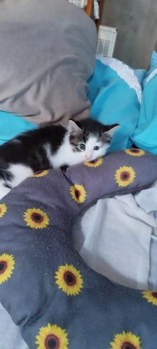 Gato ra a  idade Abaixo de 2 meses nome Pintado 