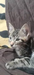 Tigrão