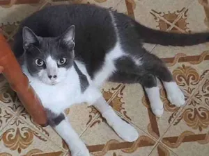 Gato raça SRD idade 4 anos nome Pedrinho