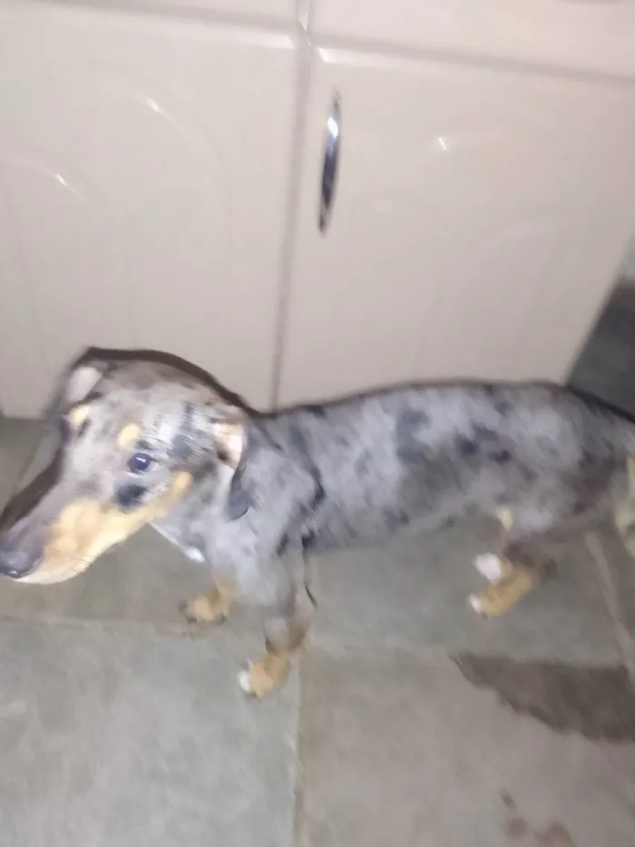 Cachorro ra a Misturado com basset idade 7 a 11 meses nome Sem e Cat