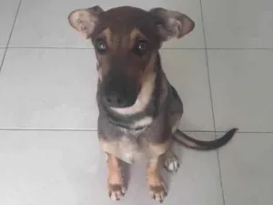 Cachorro raça Srd idade 2 a 6 meses nome Nasus