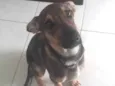 Cachorro raça Srd idade 2 a 6 meses nome Nasus